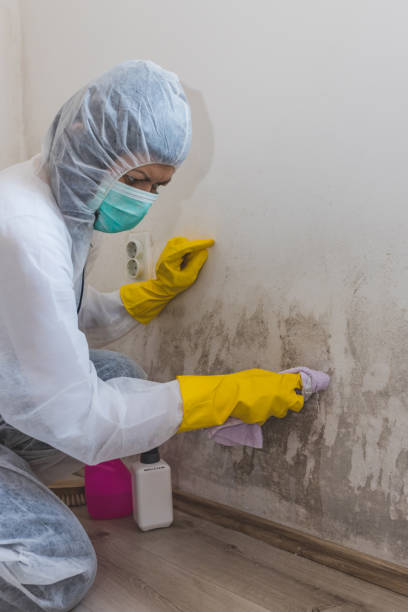 Best Attic Mold Removal  in Farmland, IN