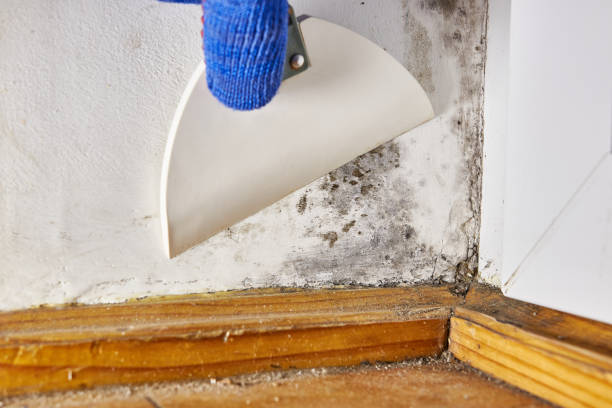 Best Residential Mold Inspection & Testing  in Farmland, IN